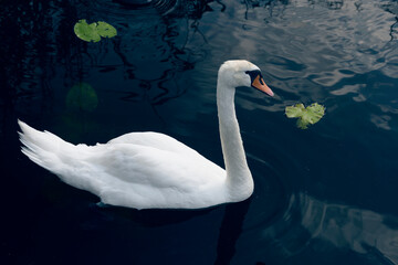 white swan on the lake