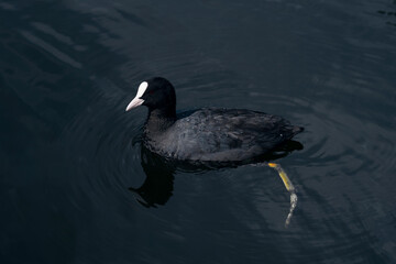 Fulica atra in the pond