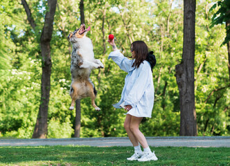 Young woman playing with her active and agile aussie shepherd dog in green park. Active lifestyle for an australian collie, playing fetch on the lawn