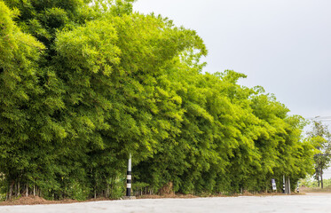 Scenery of bamboo groves fertile with many small green leaves growing.