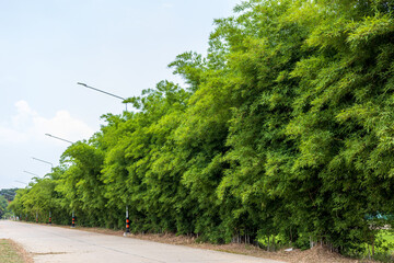 Scenery of bamboo groves fertile with many small green leaves growing.