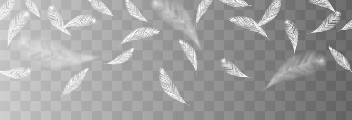 Vector flying feathers. Flying feathers png. Goose or chicken feathers. Filler for pillows, blankets, jackets. Realistic feathers png.