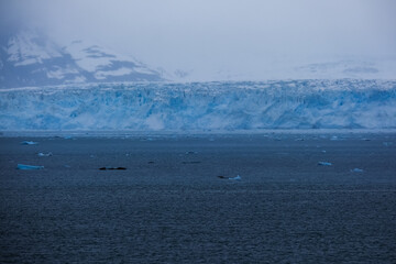 Cruise to Hubbard Glacier Bay in Alaska with floating ice bergs and drift ice floes on ocean water...