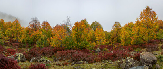 Obraz premium panoramic shot of rows of trees with yellowing leaves in autumn