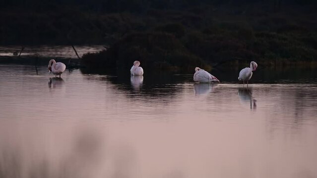 4 Pink Flamingos at dawn, cleaning themselves and feeding. Hy&egrave;res, France.