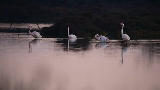 4 Pink Flamingos at dawn, cleaning themselves and feeding. Hy&egrave;res, France.