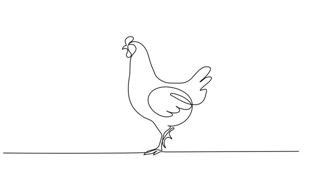 Continuous line art or One Line drawing of chicken for vector illustration, business farming. chicken pose concept. graphic design modern continuous line drawing