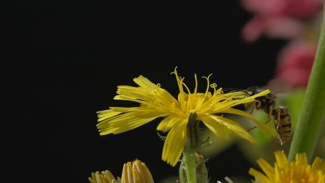 Bee. Yellow Flower Pollen Flying Closeup at Slow-Motion
