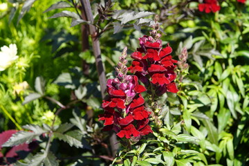 Antirrhinum  (red) is a genus of plants commonly known as dragon flowers or snapdragons. Plantaginaceae family. Hanover – Berggarten, Germany.