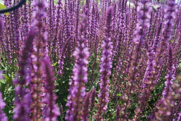 Pflanzen und Blumen in ihrer vollen Pracht