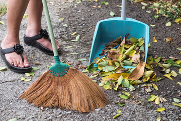 Woman use a broom sweeping leaves to dustpan on backyard - obrazy, fototapety, plakaty