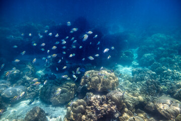Fototapeta na wymiar School of fish swimming on coral reef in tropical sea