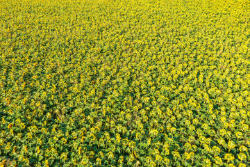 Bird's-eye view of sunflower fields near Wallertheim/Germany in Rheinhessen