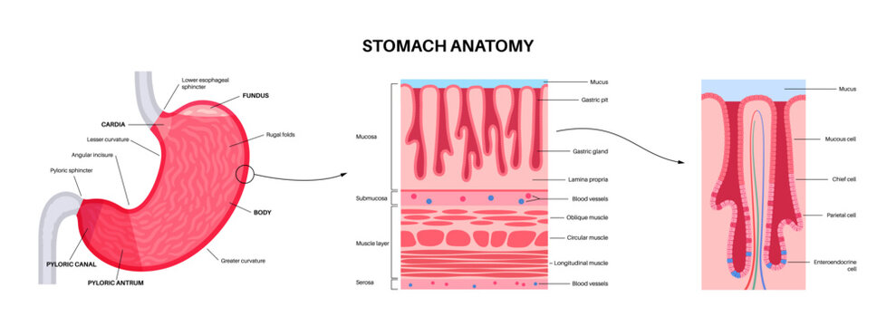 Mucous membrane structure