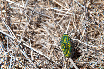 A julodis beetle on dry grass
