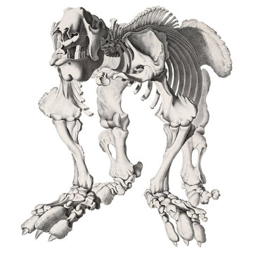 Prehistoric Beast Ground Sloth Skeleton Animal Skeleton Skull And Bones Scientific Illustration