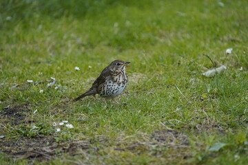 Song thrush (Turdus philomelos) Turdidae family. Hanover, Germany.