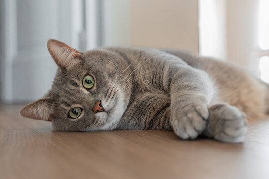 Domestic gray shorthair cat with green eyes lies on floor and looking at camera, tired from playing, lazy, sick, resting from hot weather. High quality photo