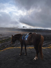A horse standing in the volcanic scenery. 