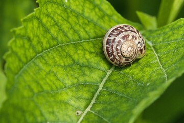 Schnecke