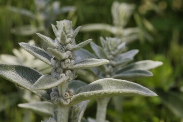Blüte