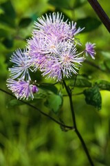 Blüte