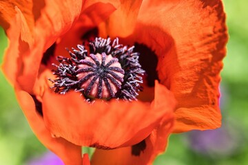Blüte