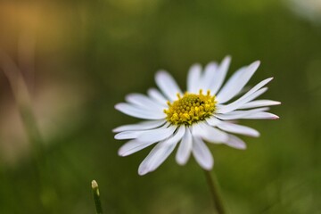 Gänseblümchen
