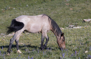 Wild Horse in Summer in the Pryor Mountains Montana