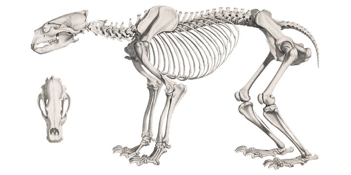 Ancient Guardians: Grizzly Bear Animal Skeleton Illustration Animal Anatomy