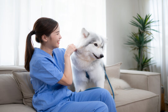 Asian female veterinarian examining a Siberian husky dog at home