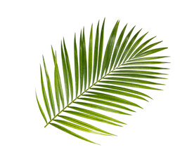 palm leaf isolated on white background, green leaf