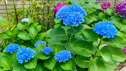 Rolgordijnen Vivid and beautiful blue hydrangea © 力耶 久保田