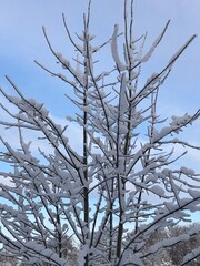 tree in snow