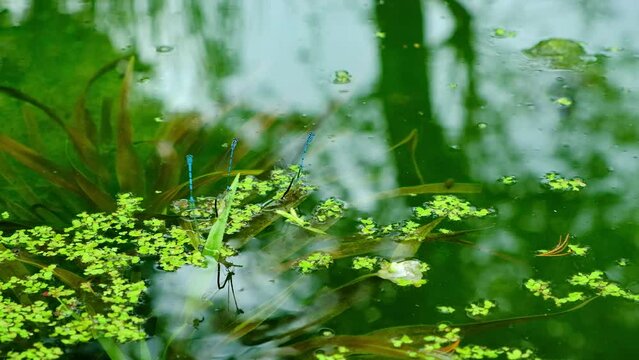 Three blue dragonflies fly over the pond. Family Coenagrionidae, suborder Zygoptera.