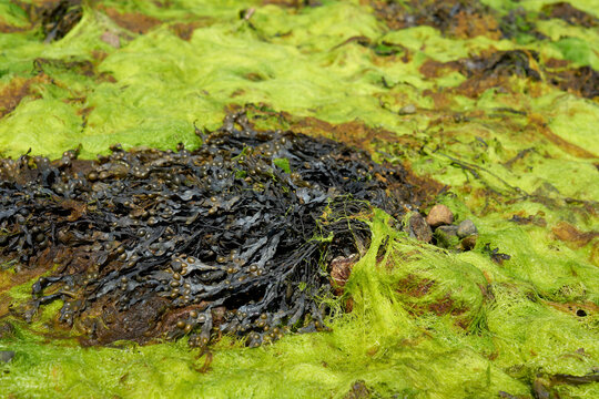 Braun- und Gr&uuml;nalgen mit leuchtenden Farben bei Ebbe