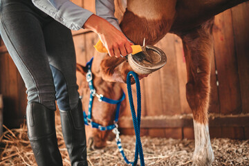 Cleaning, shoes and hands of woman and horse in barn for grooming, help and health. Equestrian,...