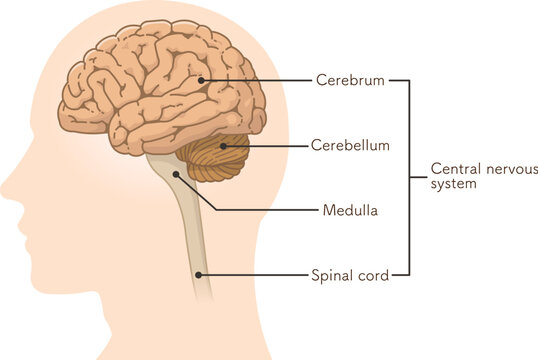 central nervous system、brain、cerebrum、cerebellum、illustration