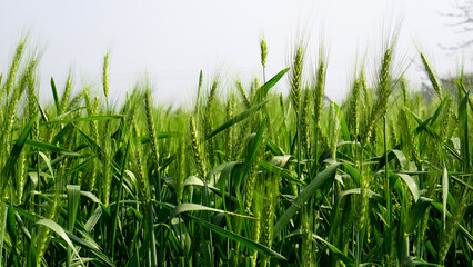 Green wheat field landscape. A vast field filled with green grains of wheat. Closeup image of large...