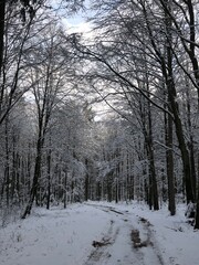 winter forest in the snow