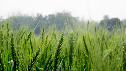 Green wheat field landscape. A vast field filled with green grains of wheat. Closeup image of large wheat grain. Bangladesh is an agricultural country in South Asia.