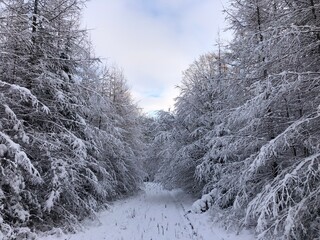 Obraz premium winter forest in the snow