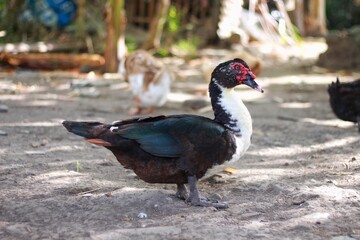 Menthok (Cairina moschata) are like ducks raised for meat, eggs and feathers. Menthok feathers can be made for dusters