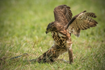 goshawk attack a snake
