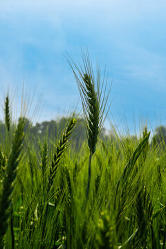 Green wheat field landscape. A vast field filled with green grains of wheat. Closeup image of large wheat grain. Bangladesh is an agricultural country in South Asia.