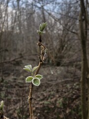 new life in spring