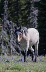 Wild Horse in Summer in the Pryor Mountains Montana