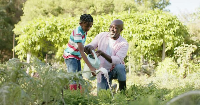 Happy senior african american grandfather and grandson watering plants in sunny garden, slow motion
