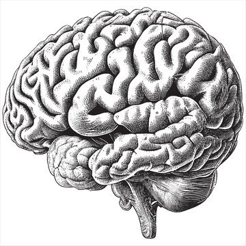 Hand Drawn Engraving Pen and Ink Human Brain Vintage Vector Illustration