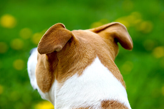 American Staffordshire Terrier with uncropped ears on green spring background.rear view